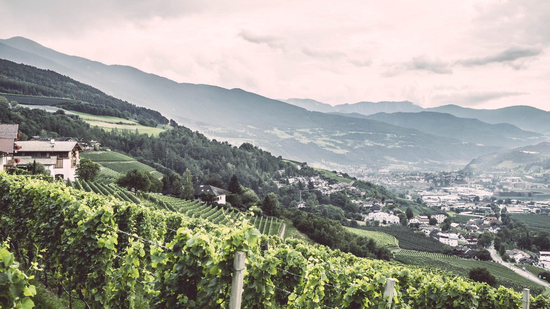Vineyard on hillside with villages and mountains in the background